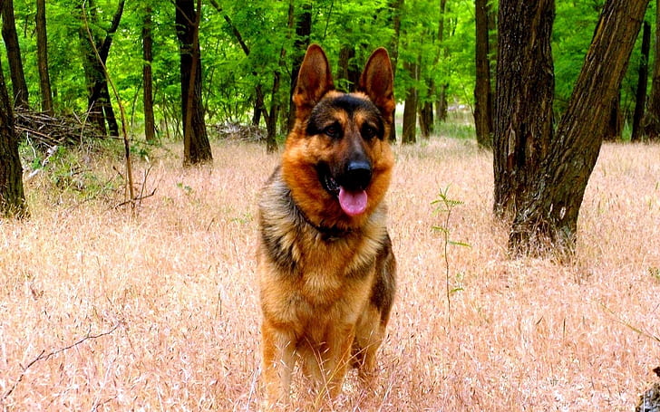 Cão na floresta, cão, madeiras, HD papel de parede