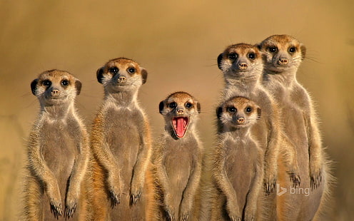Salute animales-Bing tema fondo de pantalla, suricatas, Fondo de pantalla HD HD wallpaper