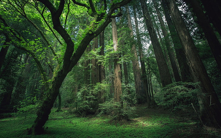 zielone drzewa liściaste, las, ciemność, drzewa, mech, fotografia, Tapety HD