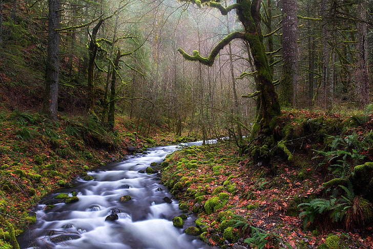 ธรรมชาติภูมิทัศน์ป่าแม่น้ำใบไม้ต้นไม้เฟิร์นหมอกตะไคร่น้ำตกแสงตามฤดูกาล, วอลล์เปเปอร์ HD