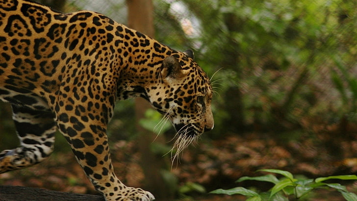 animals, feline, jaguars, jungle, HD wallpaper