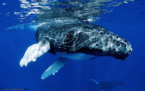 animales, ballena, jorobada, mamifero, oceanos, HD-Hintergrundbild HD wallpaper