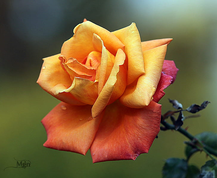 фотография с плитък фокус на оранжево и червено цвете, роза, роза, цвете, природа, венчелистче, растение, едър план, цвете, жълто, цвете глава, красота в природата, HD тапет