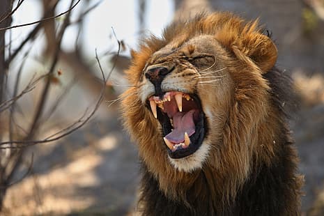  face, Leo, mouth, mane, the king of beasts, fangs, wild cat, HD wallpaper HD wallpaper