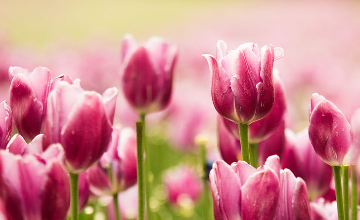 Tulip, Tulip Merah Muda, Wallpaper HD