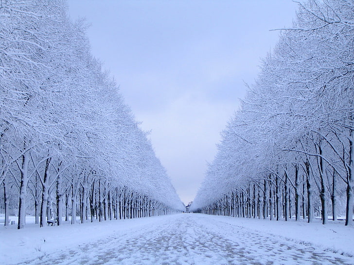 голи дървета, природа, сняг, дървета, зима, пейзаж, HD тапет