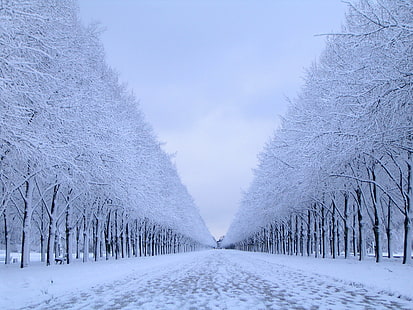 ต้นไม้เปลือยธรรมชาติหิมะต้นไม้ฤดูหนาวภูมิทัศน์, วอลล์เปเปอร์ HD HD wallpaper