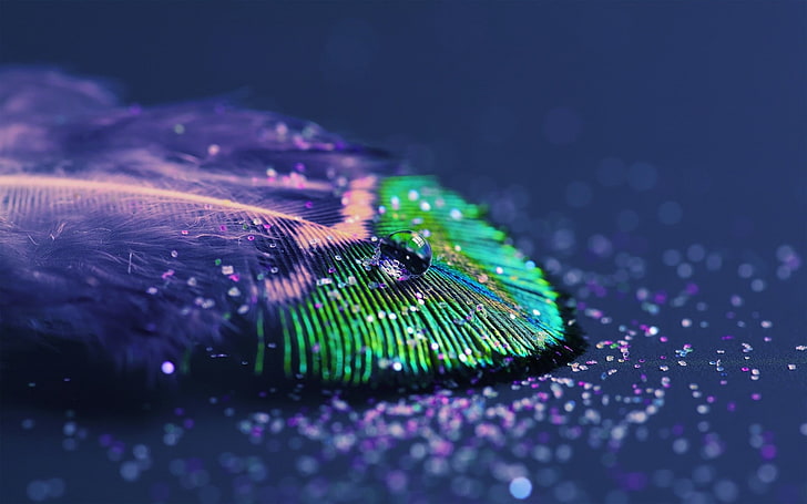 Pfauenfeder, Tau auf grünem und purpurrotem Blatt, Pfau, Pfauen, Federn, Wassertropfen, Makro, Neigungsverschiebung, HD-Hintergrundbild
