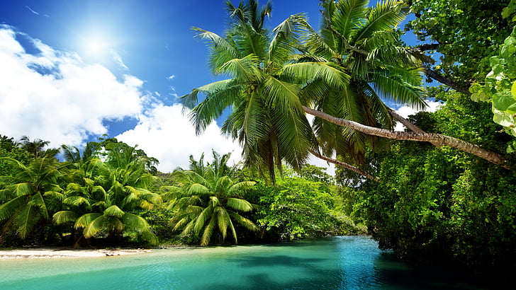 tropiskt landskap, exotiskt, vegetation, sommar, tropiker, tropiskt, semester, palm, palmträd, lagun, HD tapet