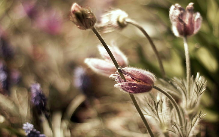 Dusty Purple Flowers, nett, Blume, Gras, Staub, schön, Veilchen, Feld, Purpur, Sommer, staubig, 3d und abstrakt, HD-Hintergrundbild