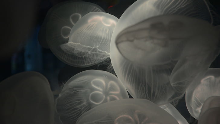 transparency nature underwater sea animals jellyfish deep sea, HD wallpaper
