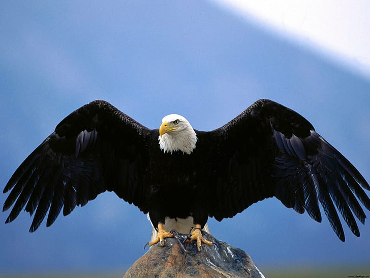 Enguia Águia careca, águia careca, careca, envergadura, águia, HD papel de parede