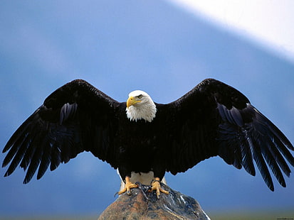 Размах крыльев белоголовый орлан, лысый орел, лысый, размах крыльев, орел, HD обои HD wallpaper