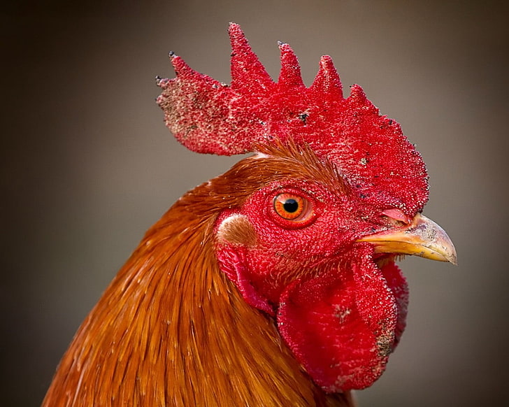 brown and red rooster, rooster, comb, eyes, beak, bird, HD wallpaper