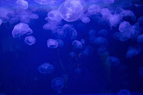 розовые желе рыбы, медузы, под водой, желе, HD обои HD wallpaper