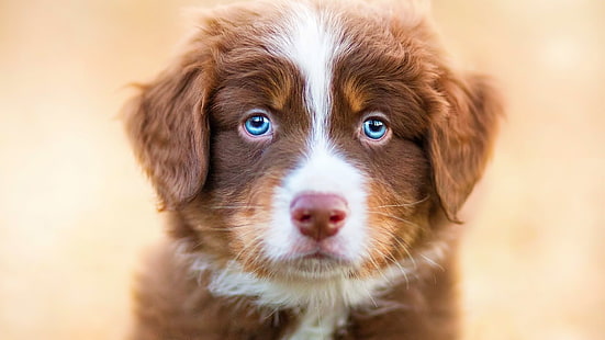 kędzierzawy brązowy pies, zwierzęta, pies, Tapety HD HD wallpaper