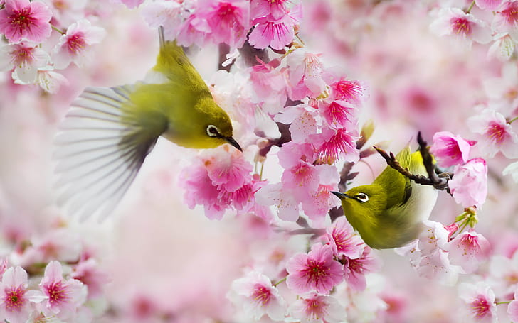Uccelli, uccelli, occhi bianchi giapponesi, Sfondo HD