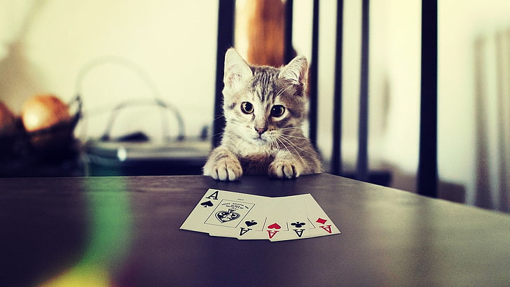 biało-czarna figurka kota, kot, poker, kocięta, Tapety HD