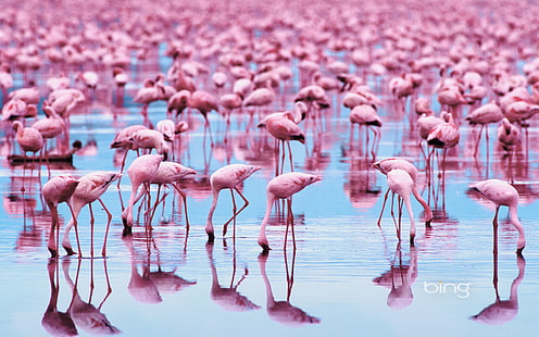 kawanan flamingo, burung, Hewan, Flamingo, Wallpaper HD HD wallpaper