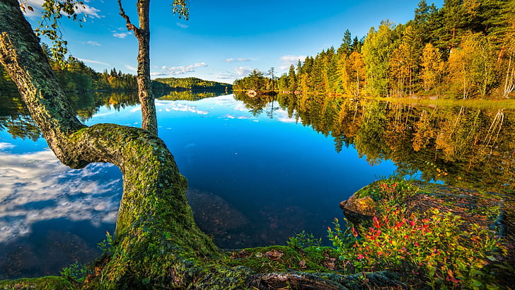 青い空、晴れた日、反射、水、荒野、湖、木、空、秋、銀行、フルム、ノルウェー、ブスケルー、 HDデスクトップの壁紙