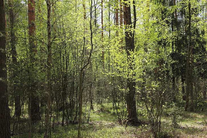 verts, forêt, arbres, printemps, lumineux, vert, ensoleillé, le bord, heureusement, début du printemps, Fond d'écran HD