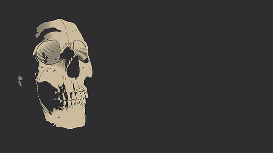 белый скелет обои, череп, простой фон, минимализм, HD обои HD wallpaper