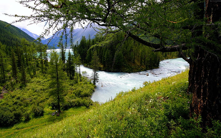 Forest River Flow, grüne Kiefer, Berg, Wald, Fluss, Fluss, 3d und Zusammenfassung, HD-Hintergrundbild