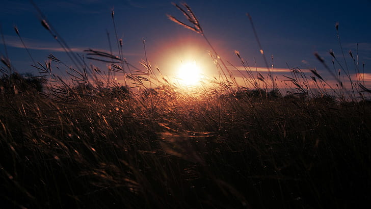 Sinar Matahari Rumput HD, alam, sinar matahari, rumput, Wallpaper HD