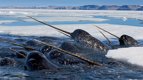 동물, 자연, 야생 동물, 얼음, 바다, 일각 고래, HD 배경 화면 HD wallpaper