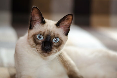 Сиамская кошка, сиамская кошка, кошка кошка, котенок, животное, домашние животные, домашняя кошка, кошачий, милый, ищет, млекопитающее, HD обои HD wallpaper