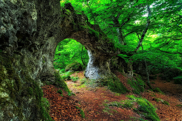 árvore folheada verde, paisagem, floresta, folhas, musgo, HD papel de parede