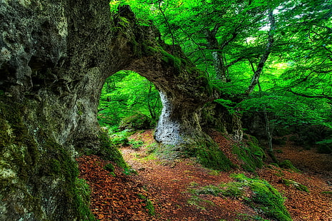 green leafed tree, landscape, forest, leaves, moss, HD wallpaper HD wallpaper
