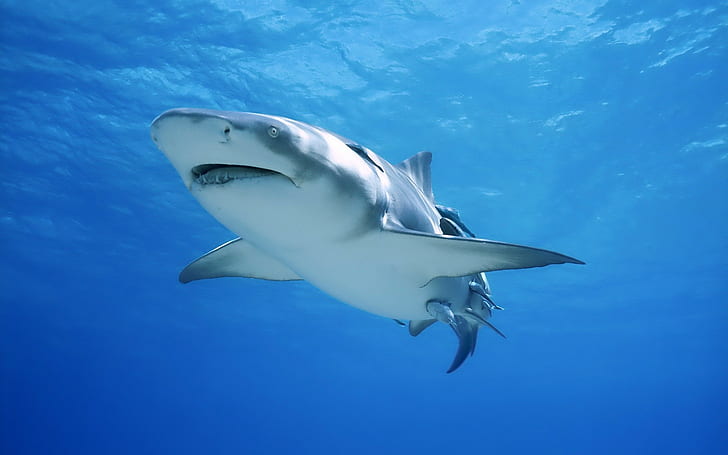 สัตว์ธรรมชาติสัตว์ป่าปลาฉลามทะเล, วอลล์เปเปอร์ HD