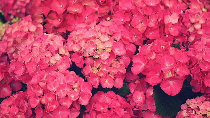 fiori rosa a petali, fiori, fiori rosa, piante, Sfondo HD