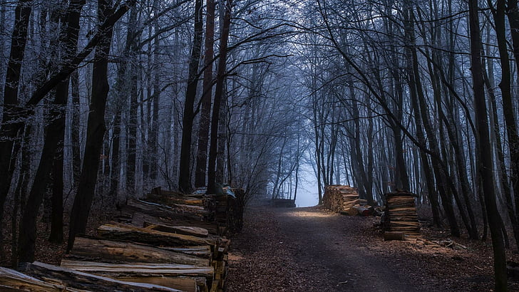floresta, madeira, outono, nevoeiro, nevoeiro, noite, caminho, estrada, natureza, HD papel de parede