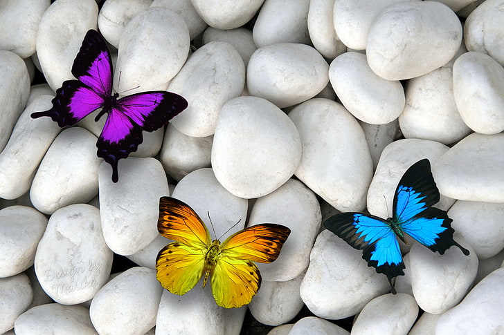 three purple, yellow, and blue butterflies, butterfly, stones, colorful, butterflies, design by Marika, white stones, HD wallpaper