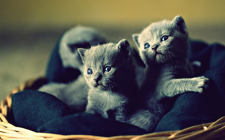 chats animaux chatons 1920x1200 animaux chats HD Art, animaux, chats, Fond d'écran HD