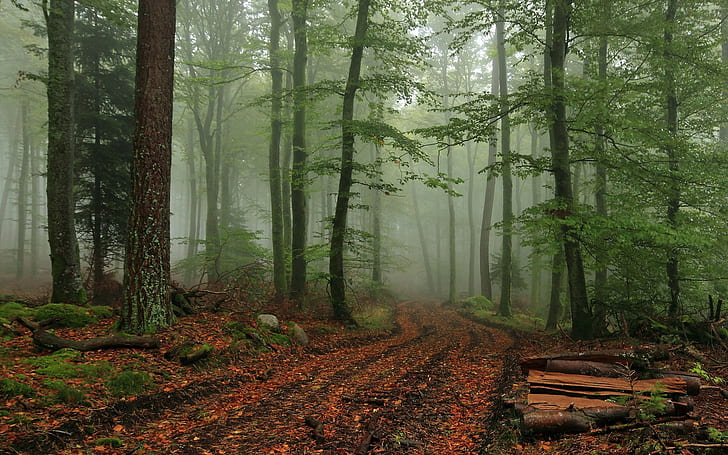 Forest fog, green leaf trees, forest, fog, Nature, HD wallpaper