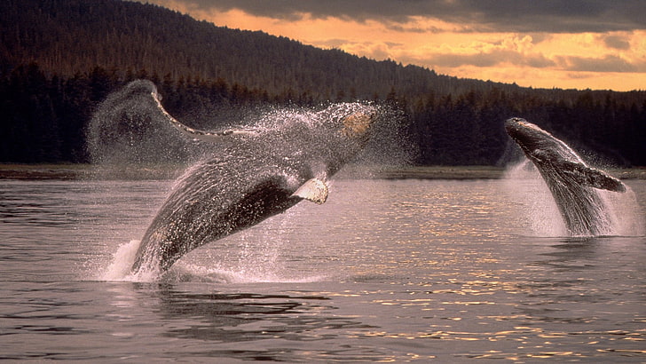 humpback, whales, HD wallpaper