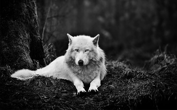 Животное, Волк, Чёрно-белое, Лежа, Хищник (Животное), HD обои