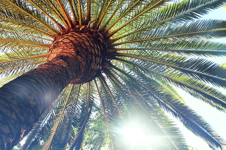 зеленая пальма, пальмы, HD обои