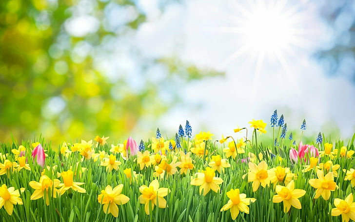 Земя, пролет, нарцис, цвете, трева, жълто цвете, HD тапет