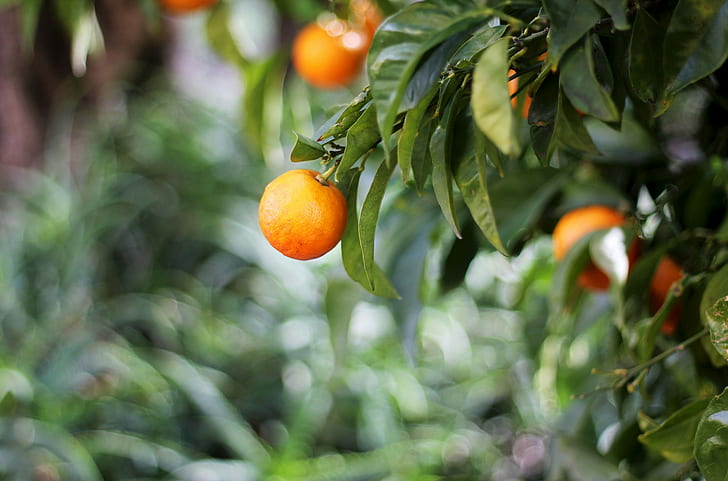 オレンジの葉、緑、オレンジの丸い果物、緑、オレンジ、オレンジの葉、 HDデスクトップの壁紙
