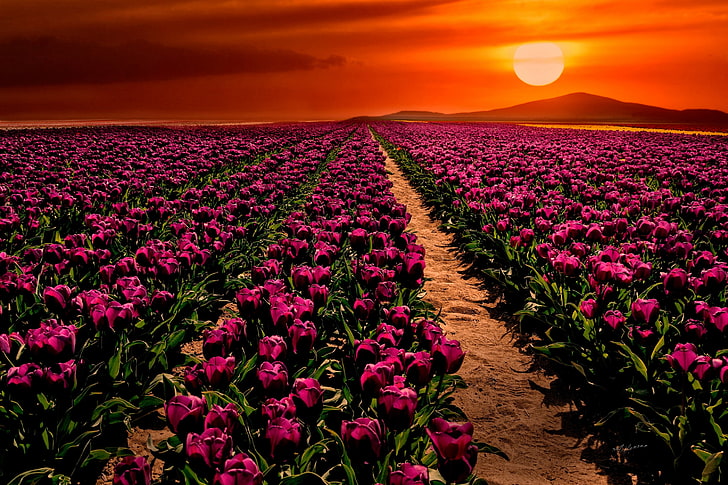 säng av rosa kronbladiga blommor, fält, solnedgång, blommor, tulpaner, Turkiet, Konya, Çumra, Cumra, HD tapet