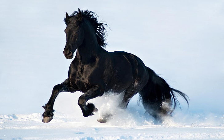 Beau cheval noir blanc neige courant 3840 × 2400, Fond d'écran HD