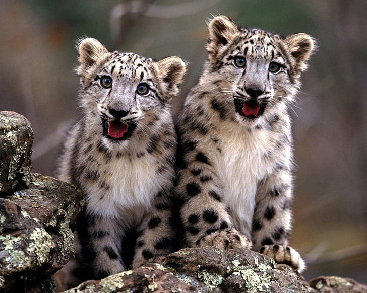 baby djur, snöleoparder, djur, leopard (djur), HD tapet