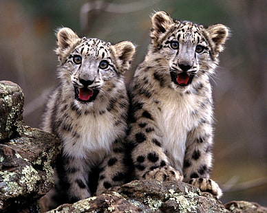 baby djur, snöleoparder, djur, leopard (djur), HD tapet HD wallpaper