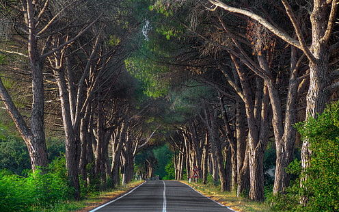 серая асфальтовая дорога, дорога, деревья, знаки, знак, HD обои HD wallpaper