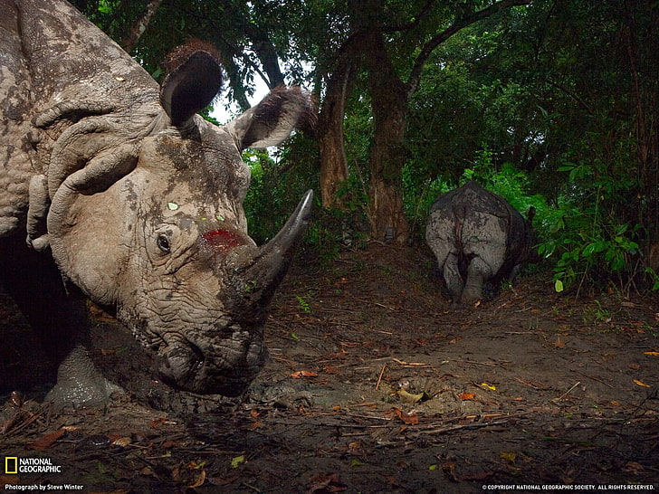 wounded rhinoceros, rhino, animals, National Geographic, HD wallpaper