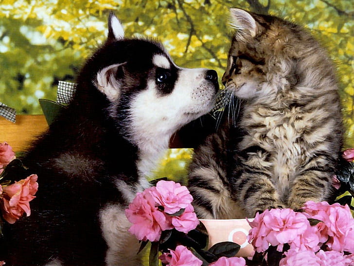 Huskie Puppy A Kitten, black and white siberian husky and brown tabby kitten, kitten, feline, cannie, flowers, animals, HD wallpaper